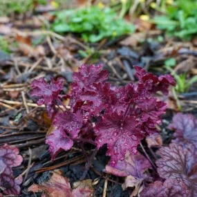 Hybrid Coral Bells - Heuchera 'Berry Smoothie'